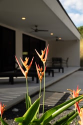 Detalles y naturaleza