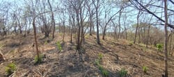 Lote Privado con Vista a la Montaña y Árboles Nativos en Marbella