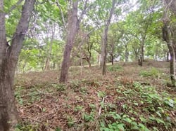 Eco-Development Beach Property 10 000m2 just 5 minutes walk to Marbella Beach